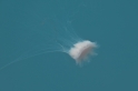 32 Jellyfish 1 fixed 800px